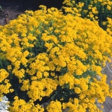 Alyssum rocky: sadnja i njega, fotografija